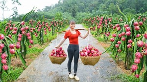 Harvesting A Lot Of Dragon Fruit Goes To Market Sell - Farm Life | Phuong Free Bushcraft | Free Bushcraft