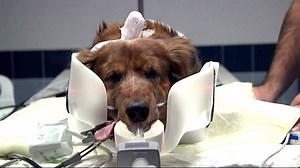 Treating cancer in dogs: How far is too far?