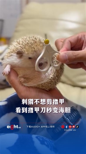 网笑：一秒变海胆，太可爱了！🦔 #Eight无限 #动物 #刺猬 #海胆 #可爱 | Eight WuXian Malaysia