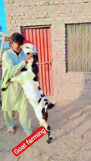 Goat Farming 🥰