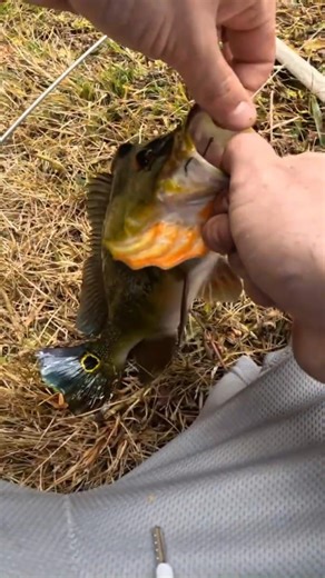 Caught Another Bass 🎣
