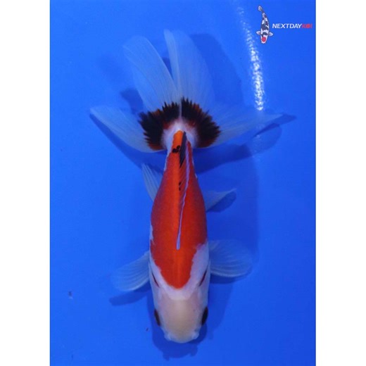 3.5” Imported Tri Color Wakin | Next Day Koi | Koi Fish For Sale