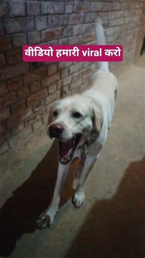 Hamari Video viral kero ☺ #labrador #shorts #viralshort #youtubeshorts #trending #dogshorts #dog