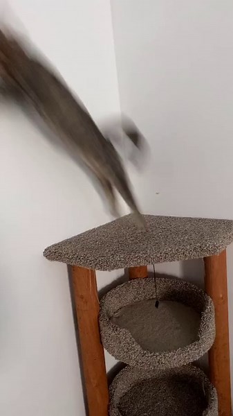 Spider kitty insta-alexwaarren