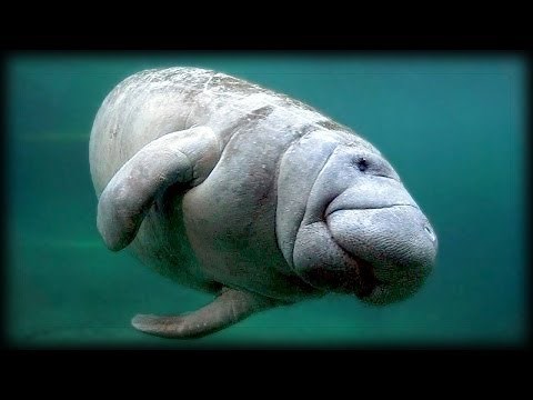 Manatees 03 Original Sound