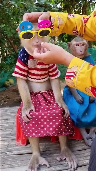 One Big Adventure Yaya and Shally Being Ridiculously Cute #monkey #funny #cute #babymonkey #animals