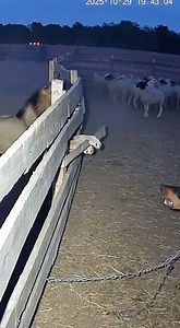 Security Camera Captures Brave Farm Dog Facing Down a Lion to Protect Its Flock By Frontier Wildlife News Staff In a jaw-dropping scene caught on a remote farm’s security camera, a livestock guardian dog single-handedly confronted a lion attempting to breach a fenced sheep pen late Wednesday evening. The footage, time-stamped just after 7:40 PM, shows the lion growling from one side of the wooden fence as the dog stands firm, barking and lunging despite the enormous threat. Behind the dog, dozen
