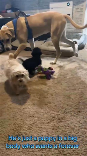 Waylon is the gentle one. This seven month old giant came to us with his fur sister when their family could no longer care for them. She found her home quickly… and Waylon is still here, quietly wondering why. They weren’t bonded, but he does miss having a companion. He misses not being alone. He spent a few days in foster, and what we saw there broke us in the most beautiful way. He was unbelievably gentle with the kids. When he wandered a little too close to the cats and received a warning swa