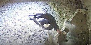 Oregon Zoo welcomes 8 healthy condor chicks during hatching season