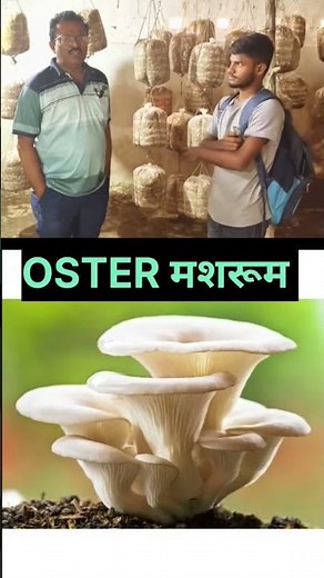 Mushroom Farming Full Course in One Video | Mushroom Teacher | Mushroom Farming All Details in Hindi
