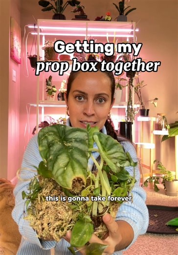 The great thing about a prop box is you can throw all your cuttings in there and forget you have them… the bad thing about them is you forget you have them and have to deal with all this mess. The propagation box I made years ago was made from sphagnum moss. I wet the moss, rang out extra water, put damp moss in a take out container, and threw any cuttings I had in the moss, sprayed once a week, and let it air out for a few hours every few weeks. Soil mix is a premade bag of houseplant soil from