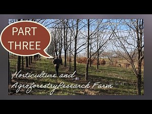 How do I Prune a Black Walnut Tree?