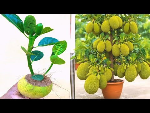 How to Grow Jackfruit Using Rooting Hormone | Best Natural Rooting Hormone