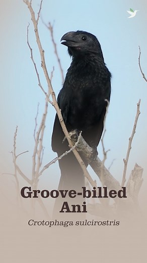 🐦‍⬛ Meet the Groove-billed Ani: North & Central America’s Tick-Eating Cuckoo 🕷️ With their rumpled black plumage, long floppy tail, and grooved, curvy beak, the Groove-billed Ani (Crotophaga sulcirostris) is fascinating to witness. Nicknamed the “Tick-eater,” these lanky cuckoos feed on insects, spiders, and small critters, often following grazing livestock or ant swarms to snatch prey stirred up along the way. Highly social, Groove-billed Anis forage, preen, and sun-dry together. Breeding in