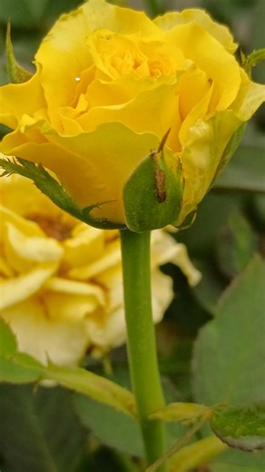 A Beautiful Rose 🌹 My Home Garden #youtube #viral #viralshorts #homegarden #shortsviral