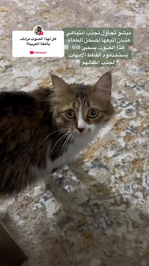 Trill Sound and Cat Behavior Explained