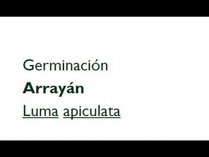 Germinación de Arrayán - Luma apiculata - Anum