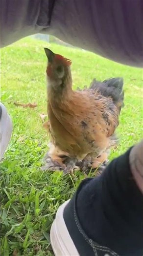 Dramatic chicken 🐔 #funny #fyp #chicken #tiktok