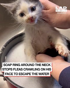 Bathing a rescue kitten | STUDENTbible