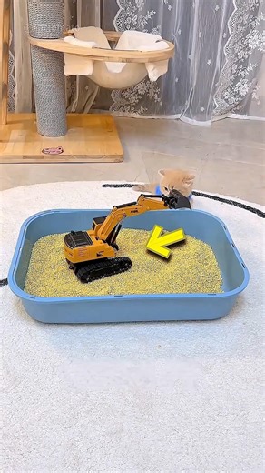 Owner taught his cat how to use toilet🤪🤪