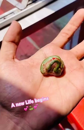 Amazing footage of live snake birth 🐍