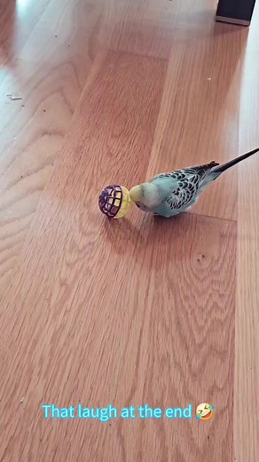 Bubble the Funny Budgie: Climbing, Sleeping, and Hopping Like No Other!