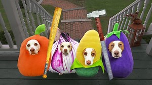 5.2M views · 36K reactions | These Dogs Will do ANYTHING for Halloween Candy...This is What Happens When Cute Dogs Go Bad!  | Maymo the Dog | Facebook