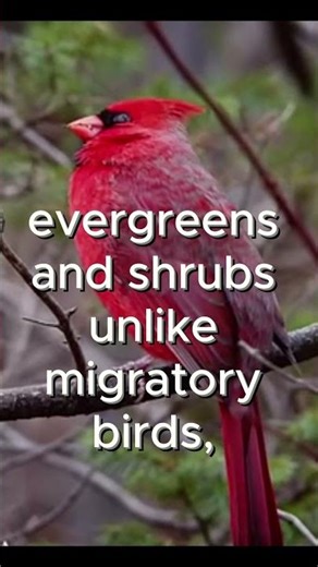 Winter Warriors: Cardinals & Blue Jays That Never Migrate 🐦 #winterwarriors #cardinals #bluejays