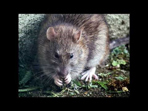 Rat Sounds