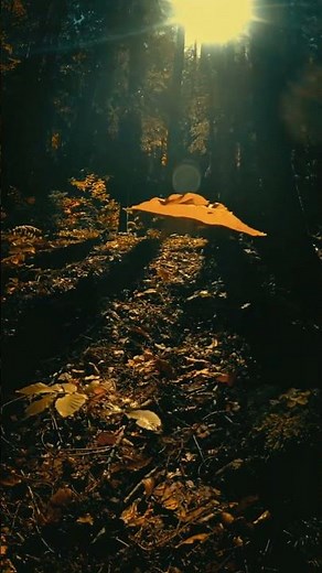 Peaceful Fall Moments 🍁 | Autumn Nature Short