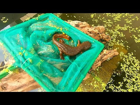 Adding Newts To Outdoor Pond