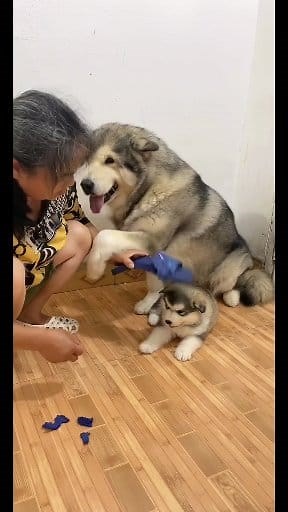 3.4M views · 60K reactions | Child protection dog​❤ | HKY Viral | Facebook