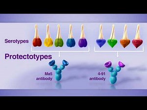 Arabic Infectious Bronchitis Protectotype Concept 1