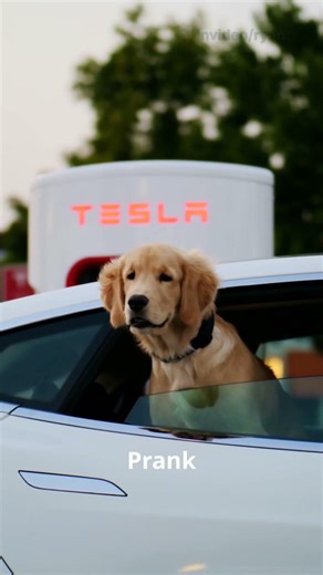 5 Tesla Tips You May NOT KNOW! #tesla