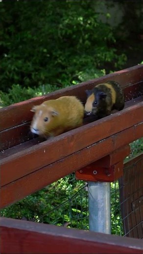 Guinea Pig Train! 🐹🚂🥰