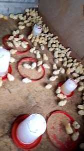 Brooding is the sensitive part of broiler production | AGRO TECH support