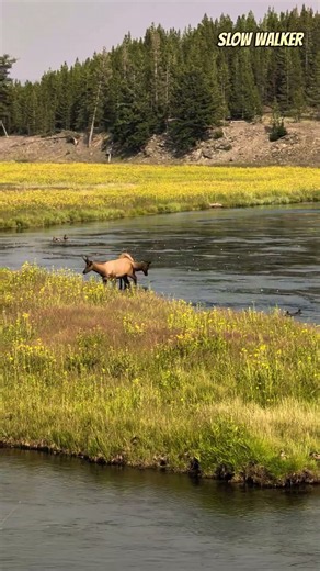 🦌 Elk Along the Madison River, Montana | Wild Montana Moment