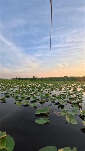 Ever Fished for These???