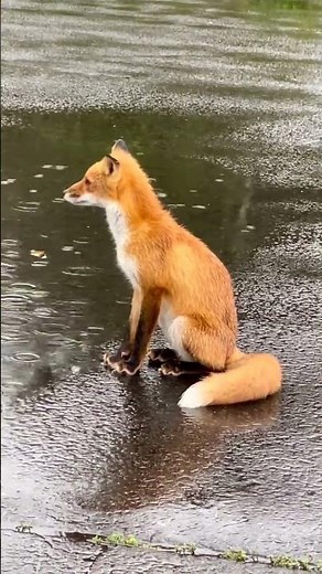 Cute Animals Being Goofy! #funnyanimals #cuteanimals