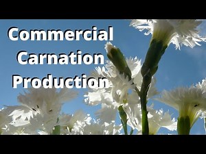 Grow Commercial Carnations for profit