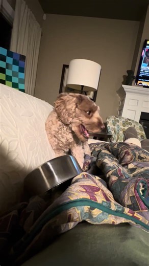 Daisy the Drummer Dog