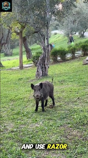 Why Even Lions Fear the Wild Boar | wild boar