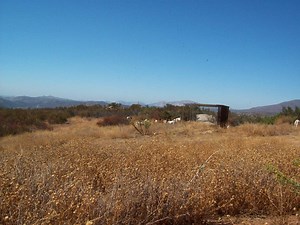 Goats Earn Their Keep as Fire Prevention Tools