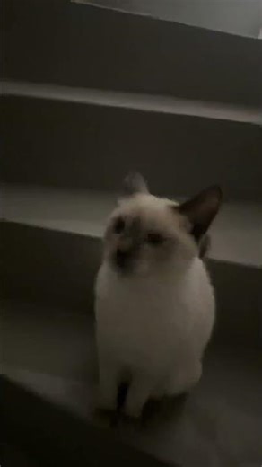 Why is this funny #remix