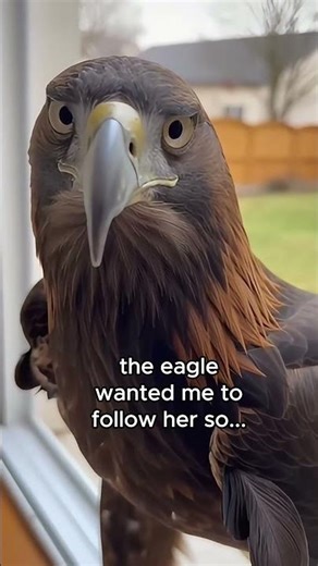 eagle came asking for help...😭 #animals #wholesome