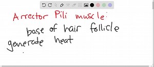 An arrector pili muscle (a) is associated with each sweat gland, (b) can cause a hair to stand up straight, (c) enables each hair to be stretched when wet, (d) provides new cells for continued growth of its associated hair. | Numerade