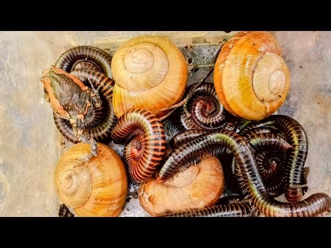 Wow 😲 amazing catching tiny frog 🐸 many giant snails beautiful red spotted giant millipedes Worms 🐛