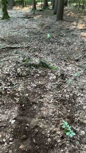 #mtb Strecke im Wald bauen Tag 1 ( 35m)#bikepark #fahrad