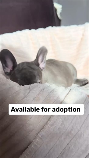 frenchie puppies for adoption on Instagram: "Looking for new home if interested send us a message directly"