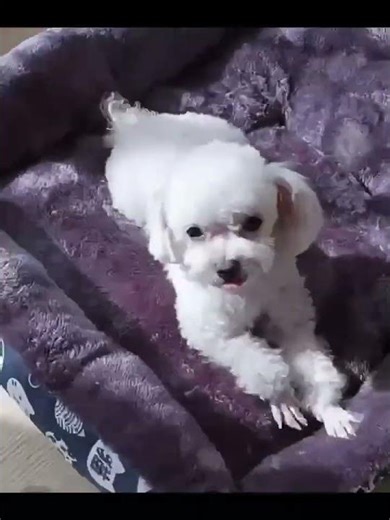 Super Soft Pet Bed for Cats & Dogs - Plush Polyester Fill, Blue Paw Print